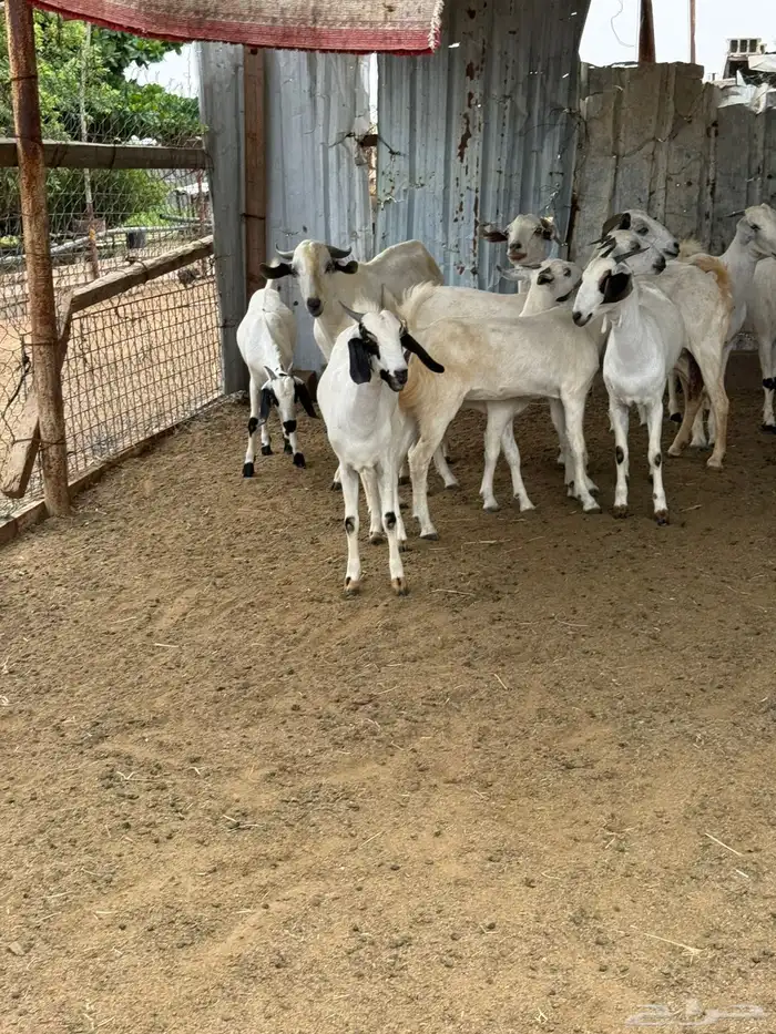 10 جفار بيشيه فاااخرة للي بيأسس مراح 5