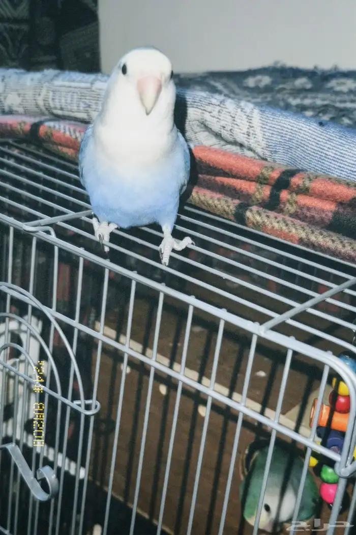 روز أليف جدا 0