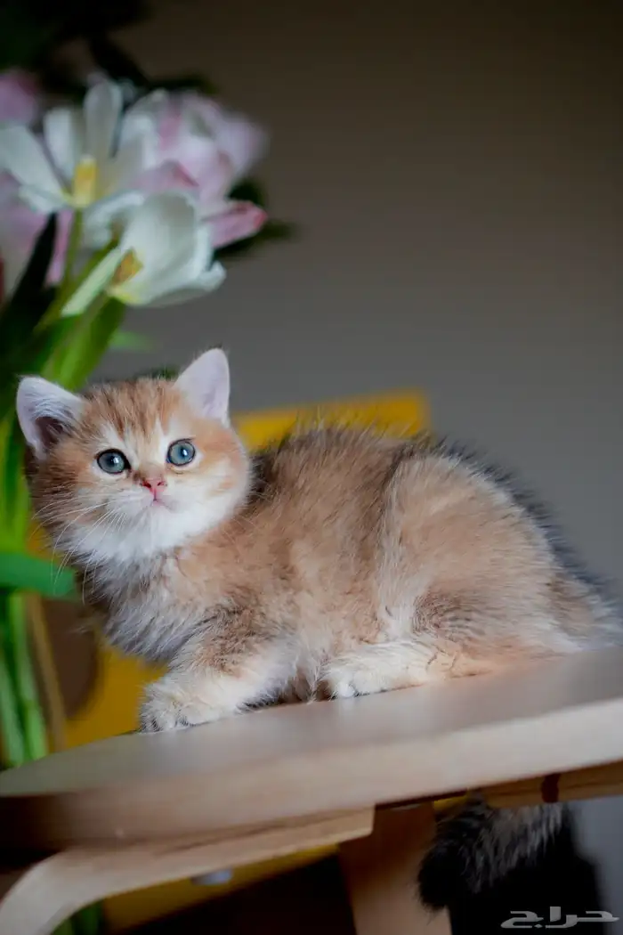 سكوتش قولد انثى 2