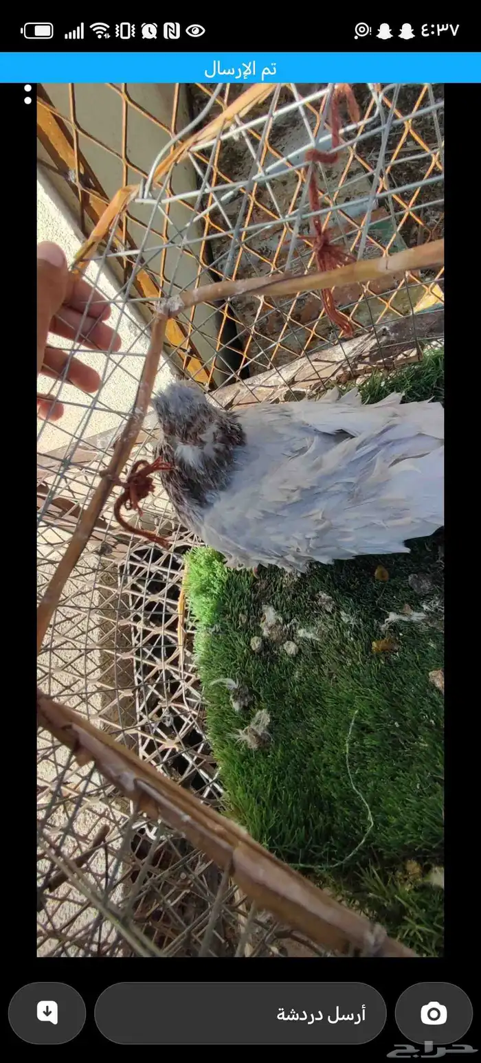 ذكر مفتل للبيع 2