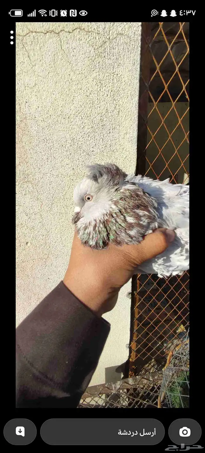 ذكر مفتل للبيع 1