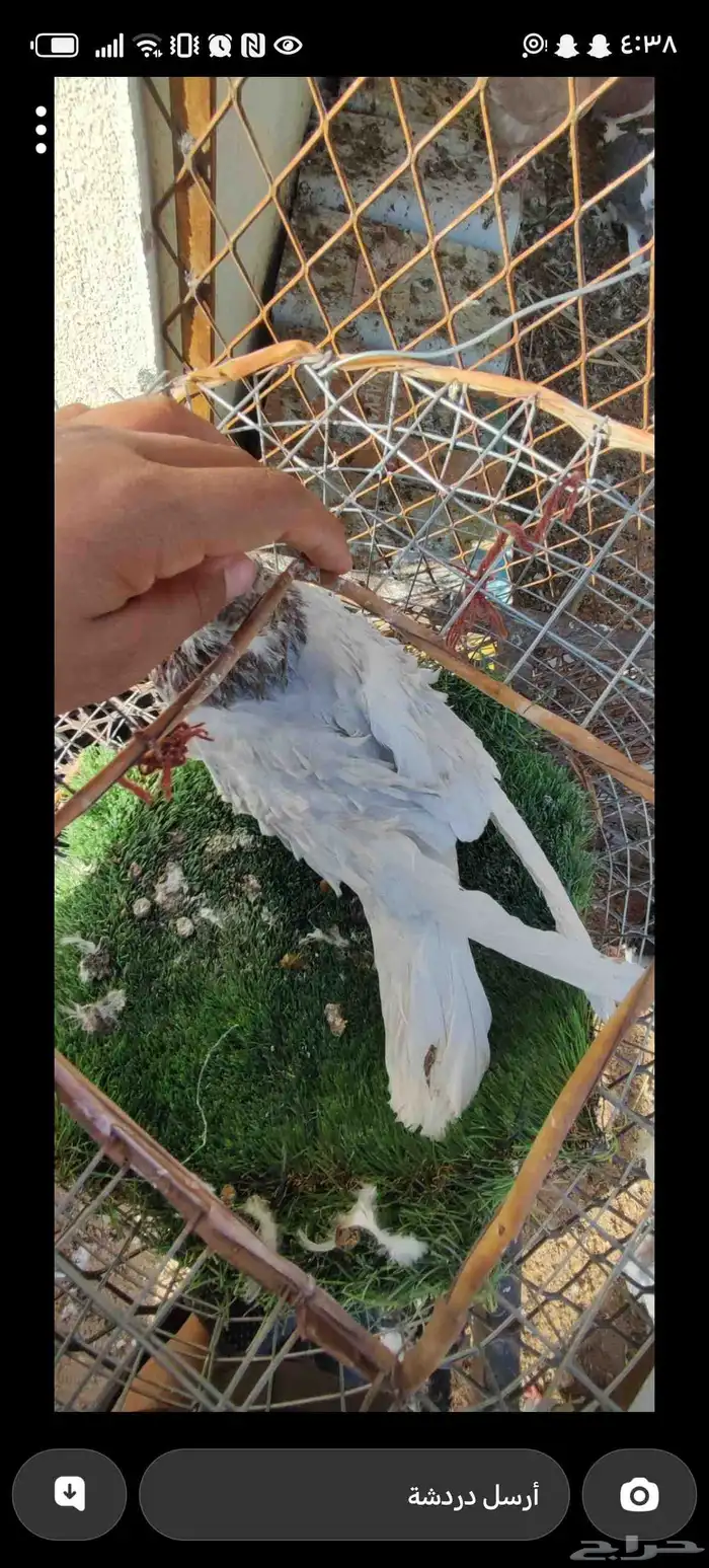 ذكر مفتل للبيع 0