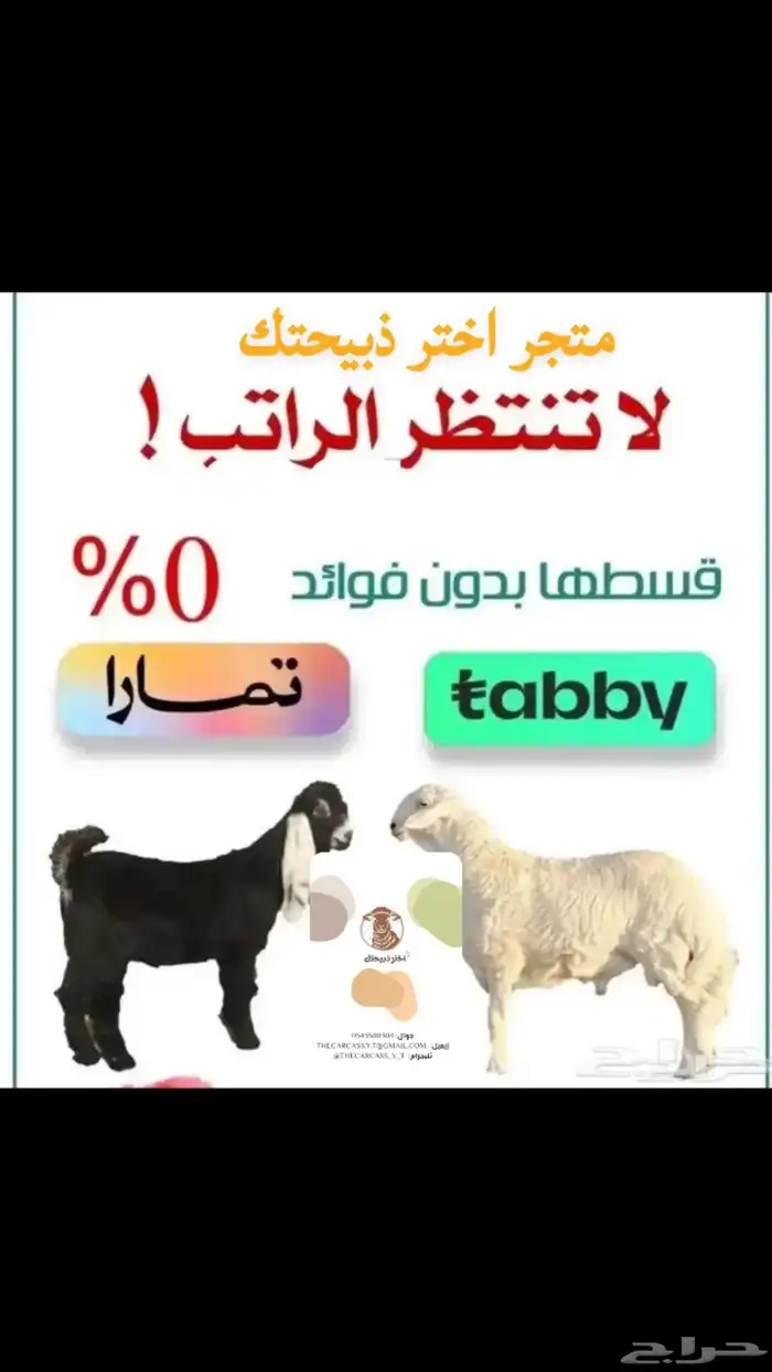 يتوفر لدينا تيوس مستوردة سمان 1