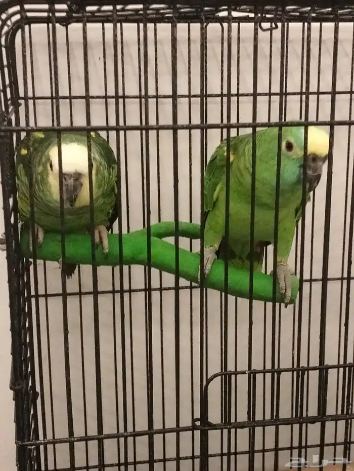 بغباء امزوني 2