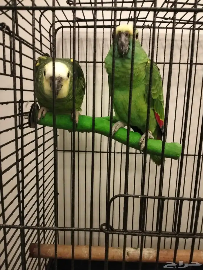 بغباء امزوني 0