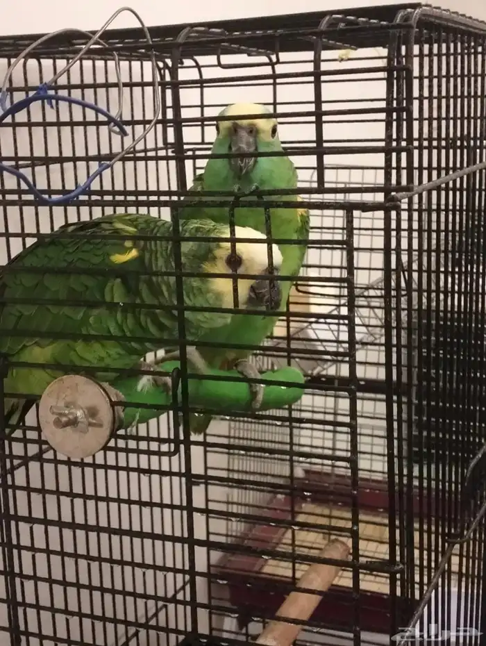 بغباء امزوني 1