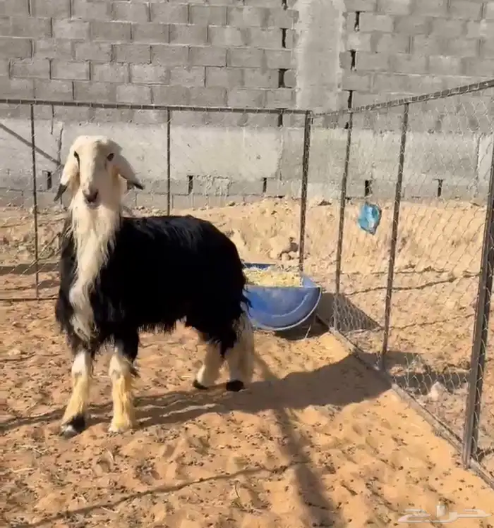 طلي نجدي جذع طيب 0