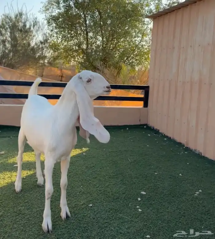 عنز ثنيه حلووه ومحصنه أبوها طيب ماقد ولدة 0