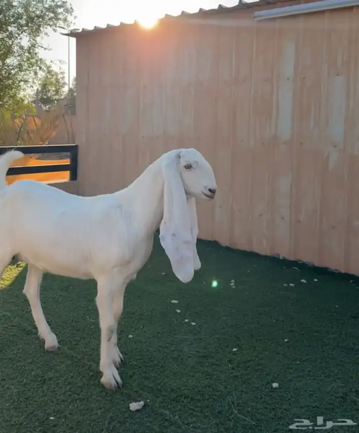 عنز ثنيه حلووه ومحصنه أبوها طيب ماقد ولدة 1