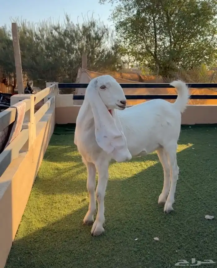 عنز ثنيه حلووه ومحصنه أبوها طيب ماقد ولدة 3