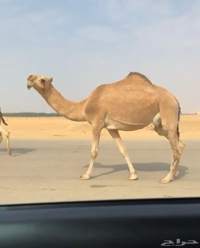 الضريبة الطيبة المنتج شعلا 0