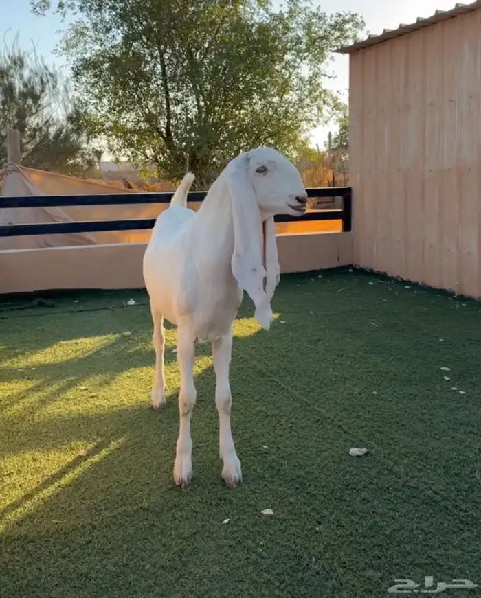 عنز ثنيه حلووه ومحصنه أبوها طيب ماقد ولدة 2