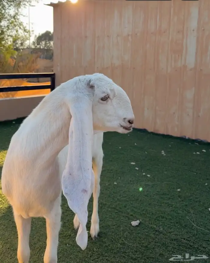 عنز ثنيه حلووه ومحصنه أبوها طيب ماقد ولدة 4