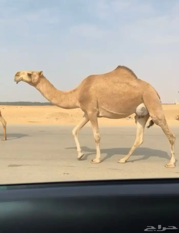 الضريبة الطيبة المنتج شعلا 1