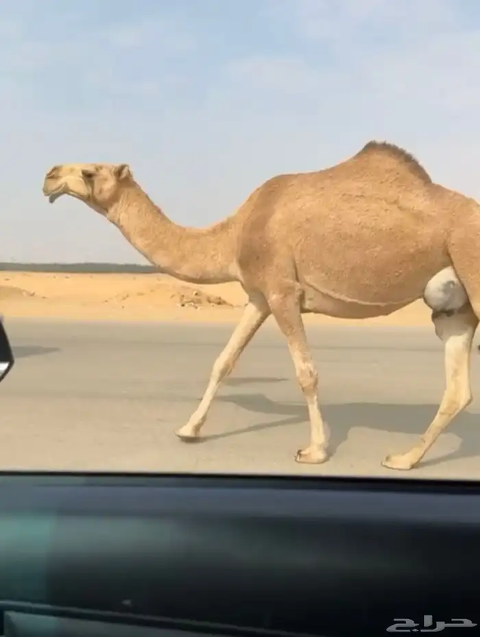 الضريبة الطيبة المنتج شعلا 2