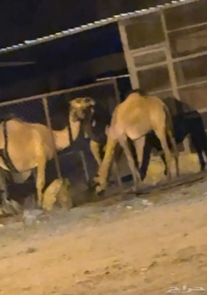 بكره سمينه للذبح عمرها سنه و اربع شهور 3