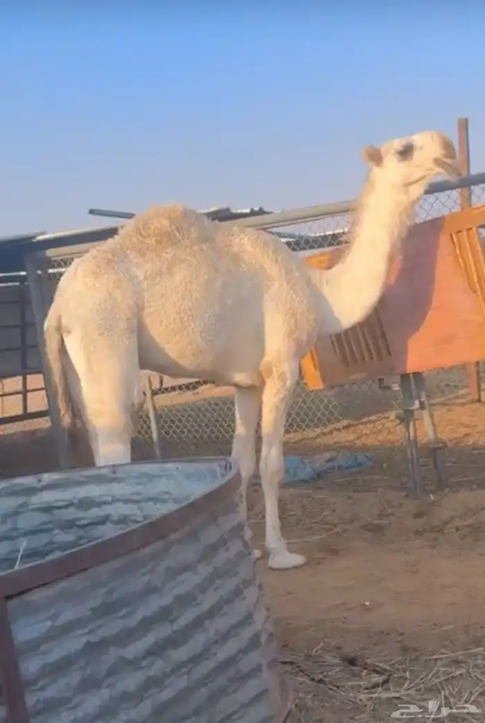 قعود كحيلاني طيب على بعير عبدالمجيد ال عصين ( العديم ) 0