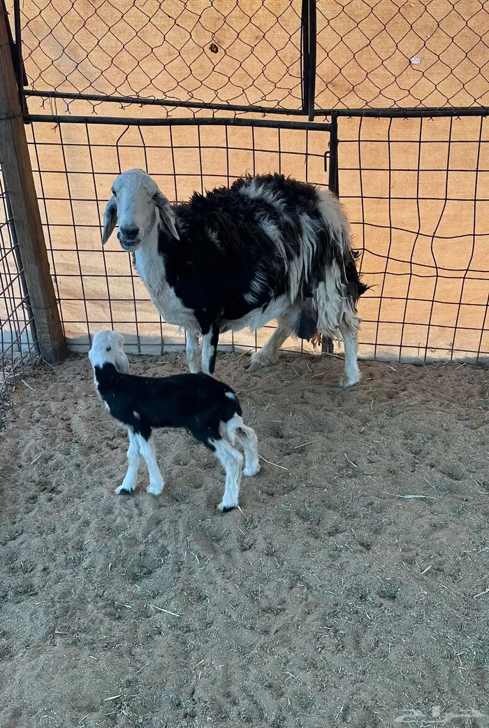 نجديه والد معها رخل 0