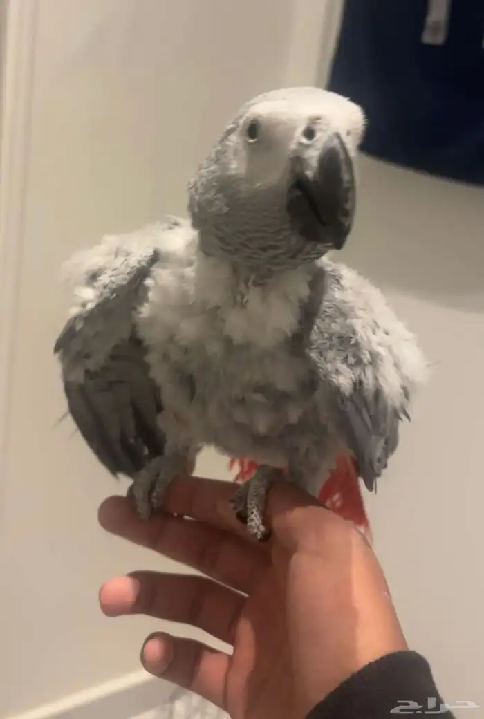 كاسكو انثى اليفه متكلمه 0