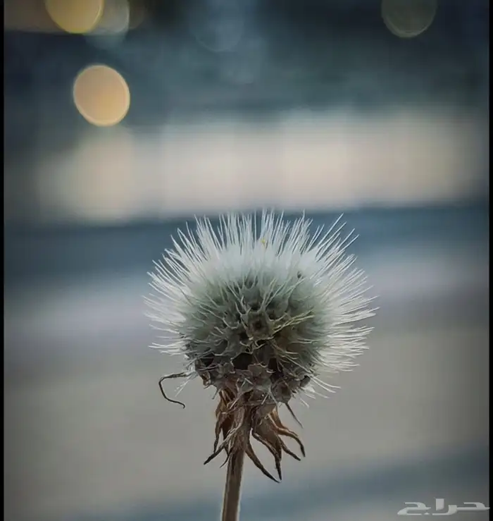 شاومي 12 تي برو افضل جوال تصوير 256 قيقا 3