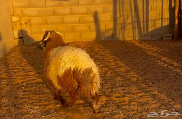 خروف عمره ست شهور مغلق شحم الموقع سوق الغنم 2