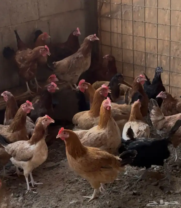 دجاج فرنسي وبلدي للبيع 4