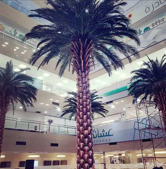 ورق نخل محنط ومجفف 3