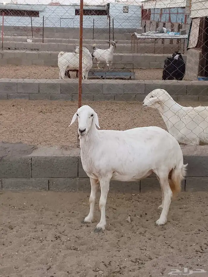 للبيع 3ضان تحتها خروف ضان صنف شعره وجرم وطرف 9