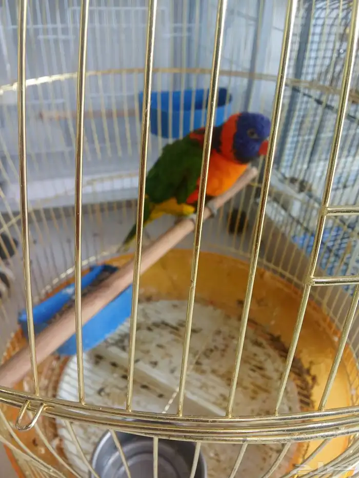 لوري أليف اليف 0