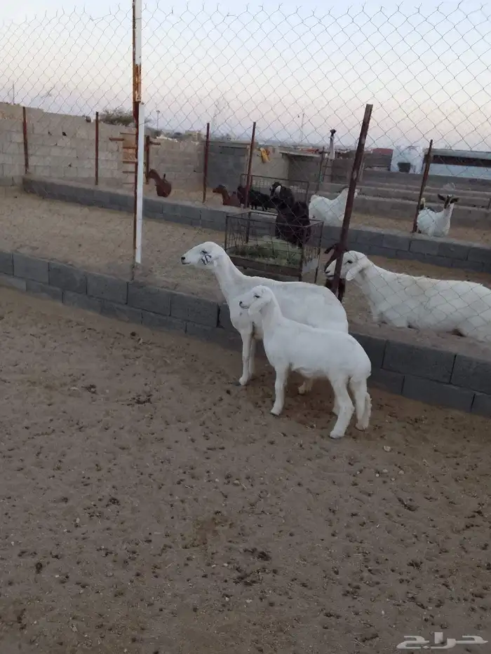 للبيع 3ضان تحتها خروف ضان صنف شعره وجرم وطرف 1