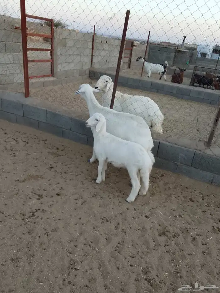للبيع 3ضان تحتها خروف ضان صنف شعره وجرم وطرف 2