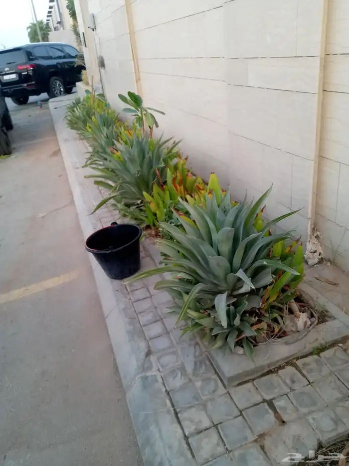 تنسيق حدائق 5