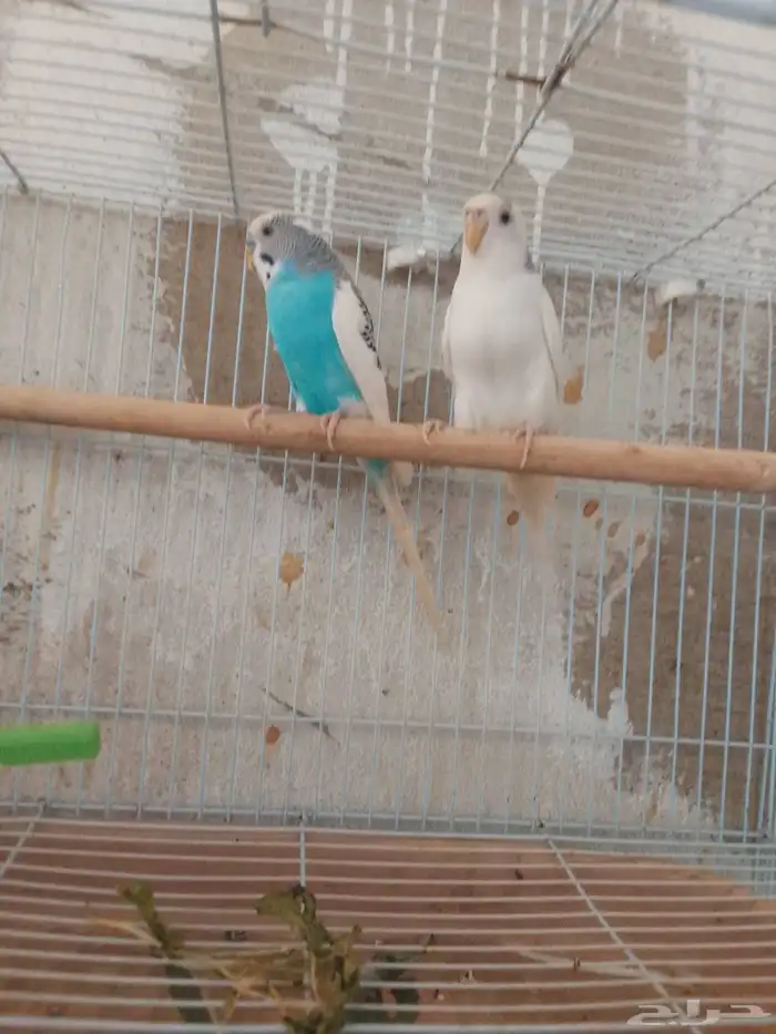 زواج عصافير بادجي 2