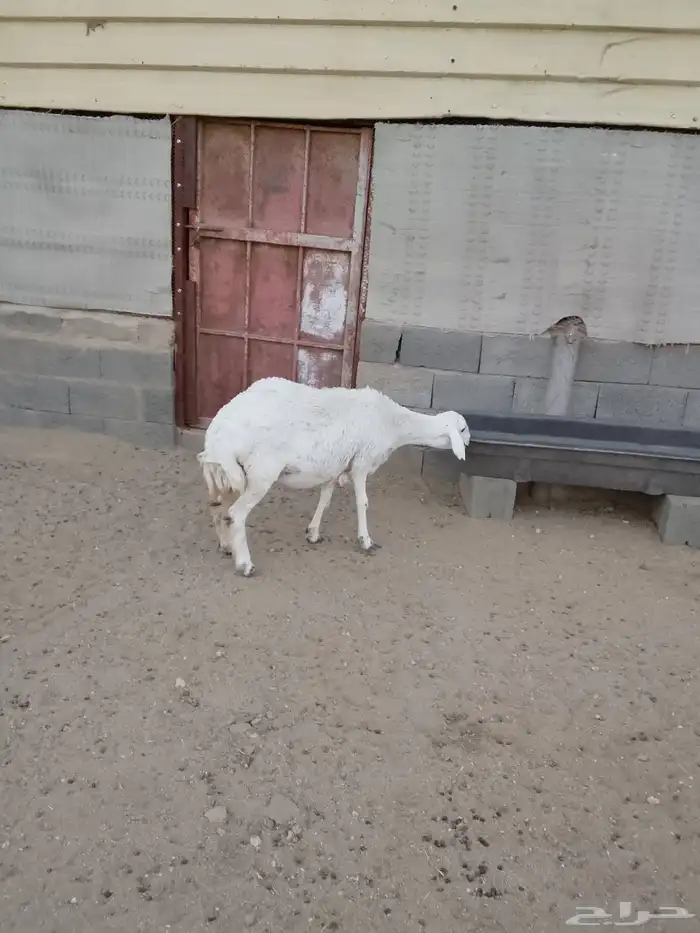 للبيع 3ضان تحتها خروف ضان صنف شعره وجرم وطرف 5