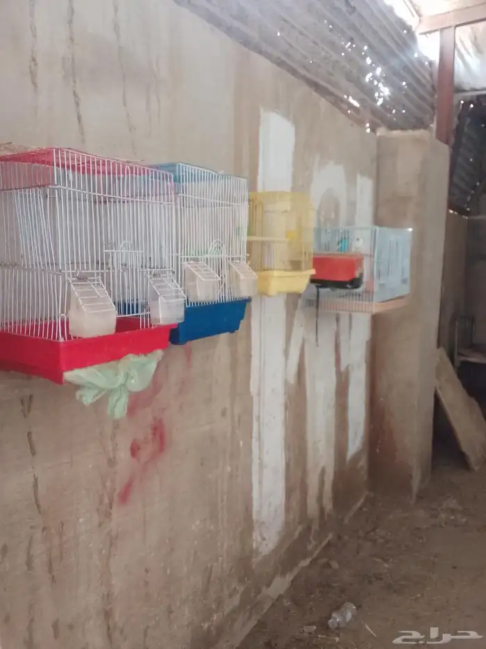 زواج عصافير بادجي 0