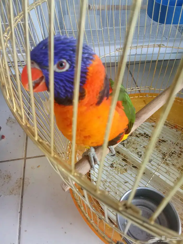 لوري أليف اليف 2