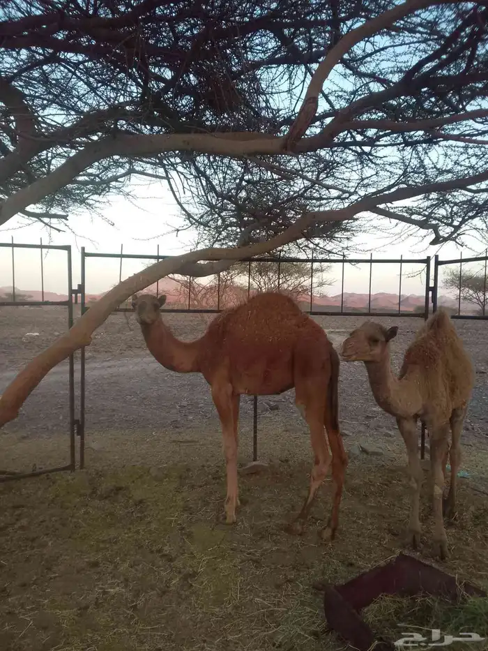 حشو قعدان على البرسيم وشعير فقط حليب شرط نضيفه العمر 5شهور 0