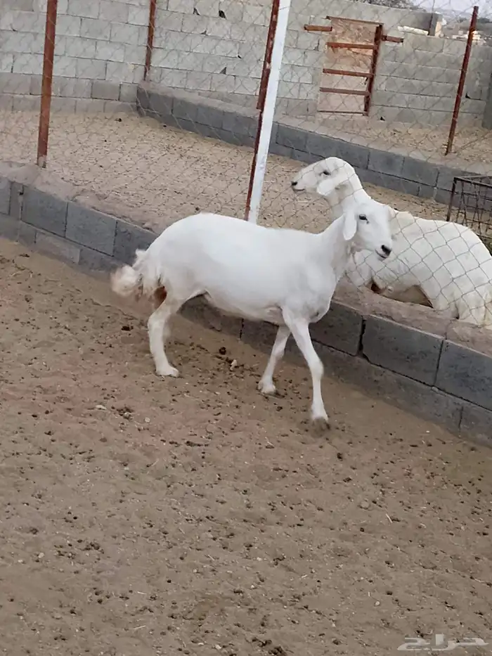 للبيع 3ضان تحتها خروف ضان صنف شعره وجرم وطرف 4