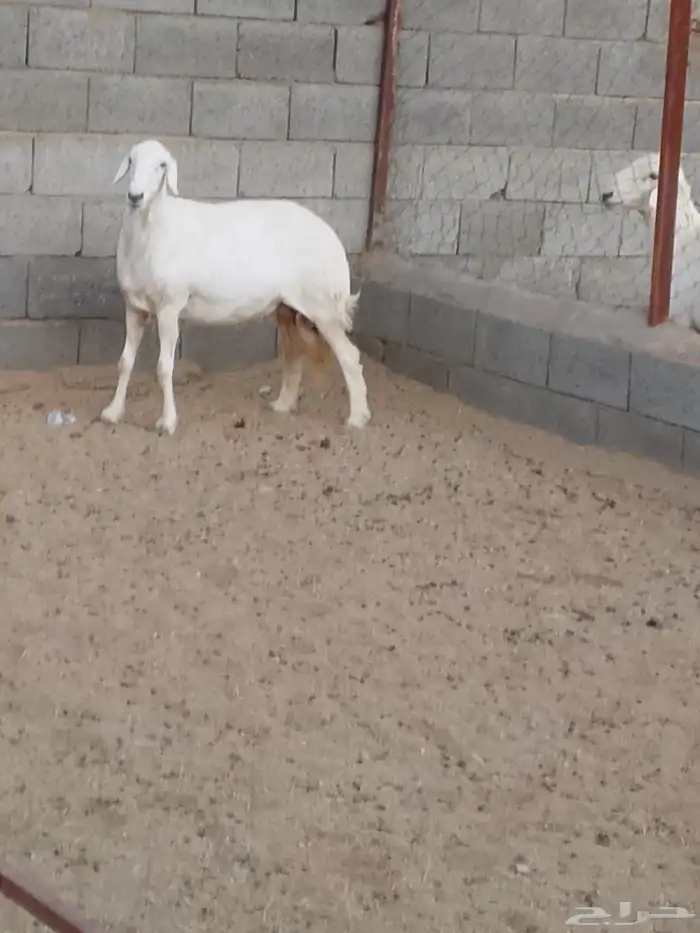 للبيع 3ضان تحتها خروف ضان صنف شعره وجرم وطرف 6