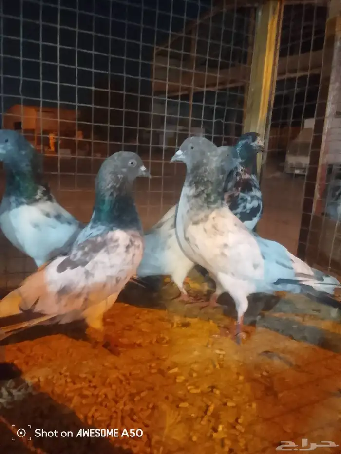 حمام باكستاني 1