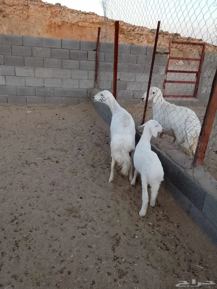 للبيع 3ضان تحتها خروف ضان صنف شعره وجرم وطرف 0