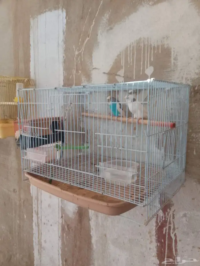 زواج عصافير بادجي 1