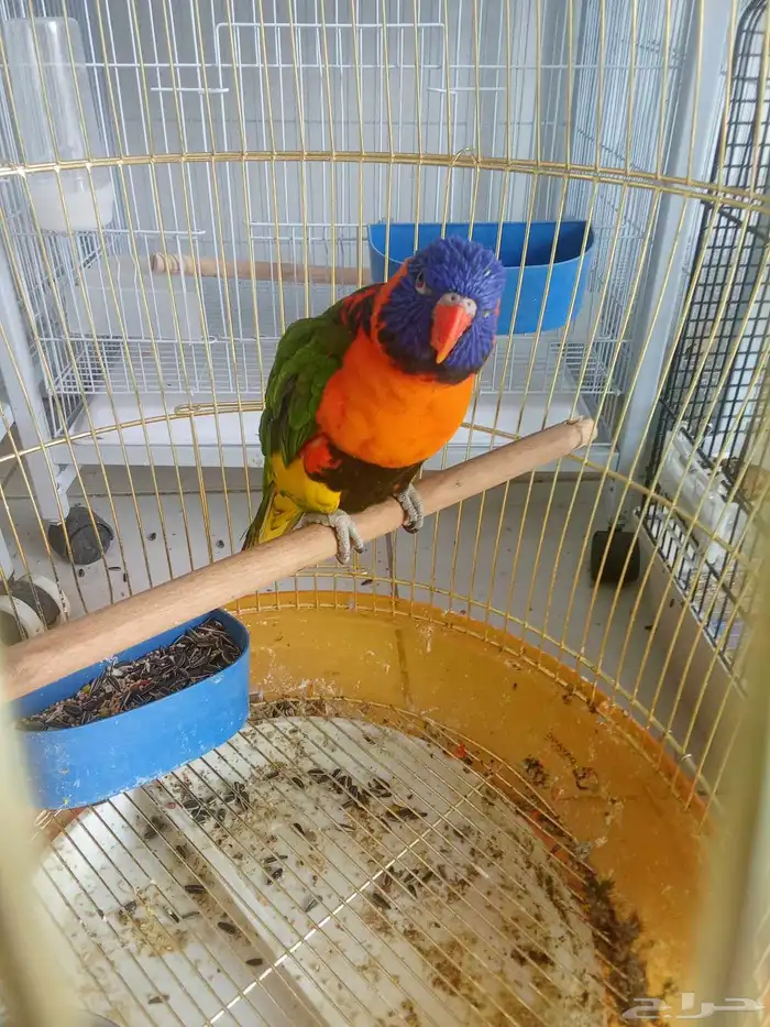 لوري أليف اليف 1