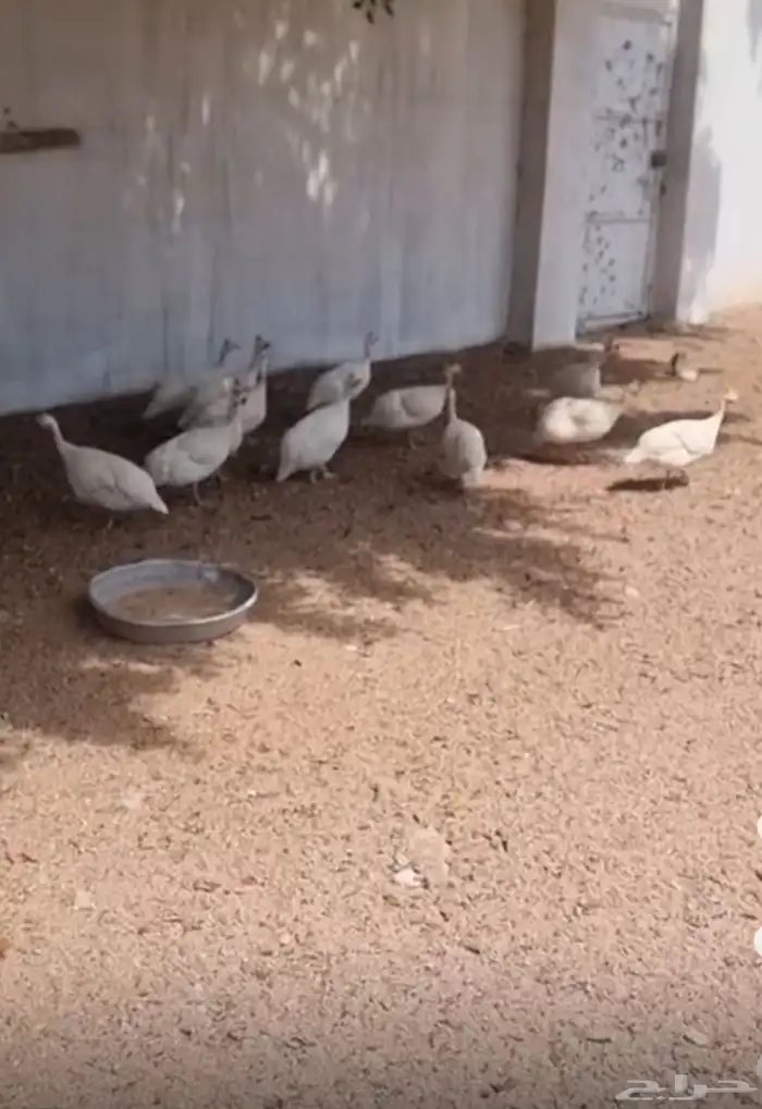 دجاج حبشي ابيض 2