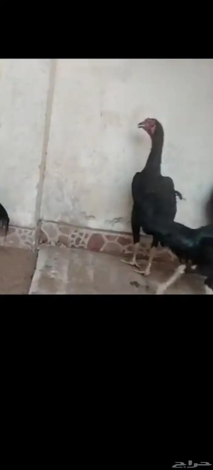 ديك و6 دجاج شامو الماني مستوى فاخر للبيع  مآ 1