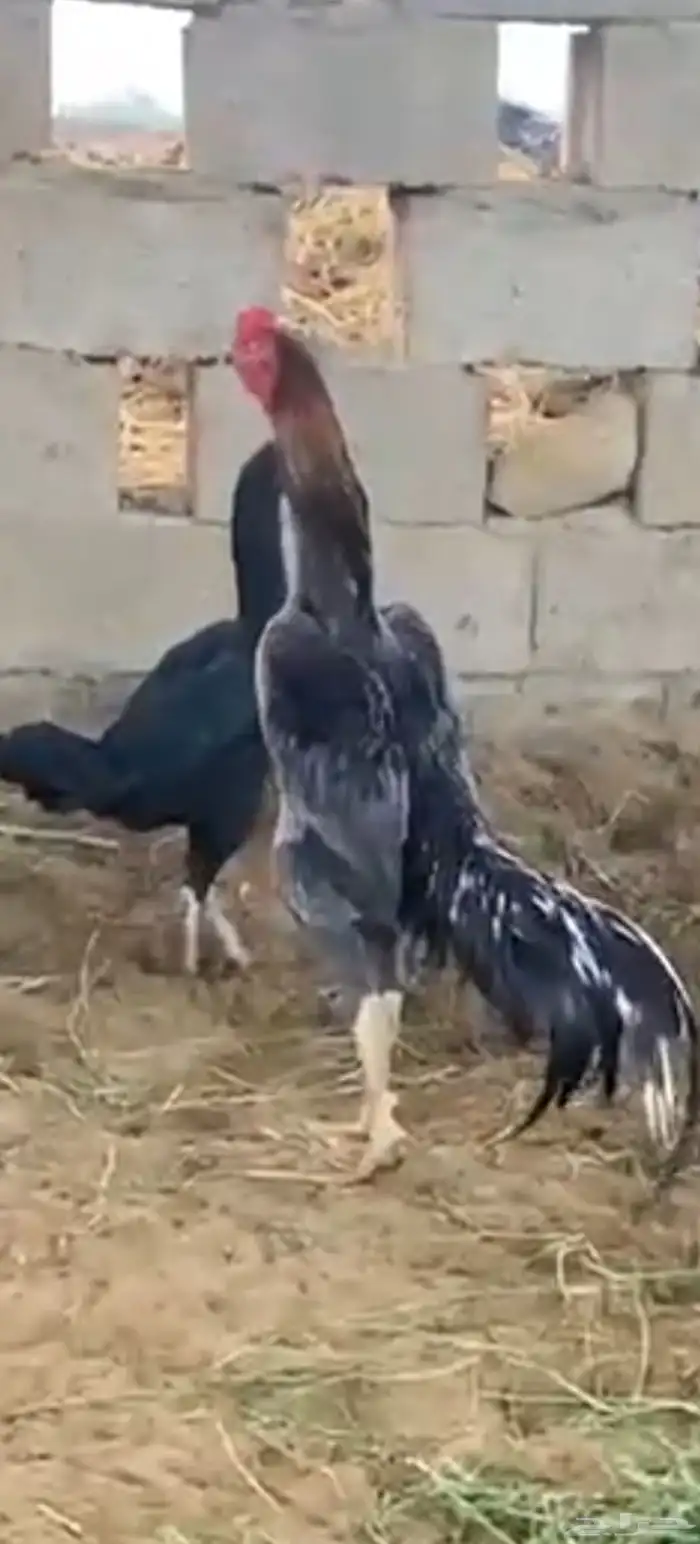 ديك و6 دجاج شامو الماني مستوى فاخر للبيع  مآ 5