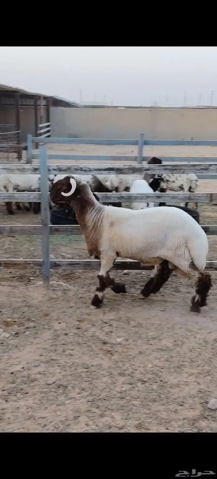 فحول نعيم جدعان فاخره جبار ولون وروس العدد 2 يوجد فيديو واضح 1