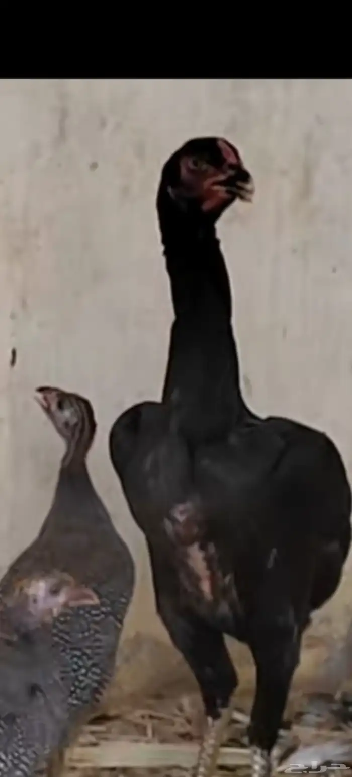 ديك و6 دجاج شامو الماني مستوى فاخر للبيع  مآ 4