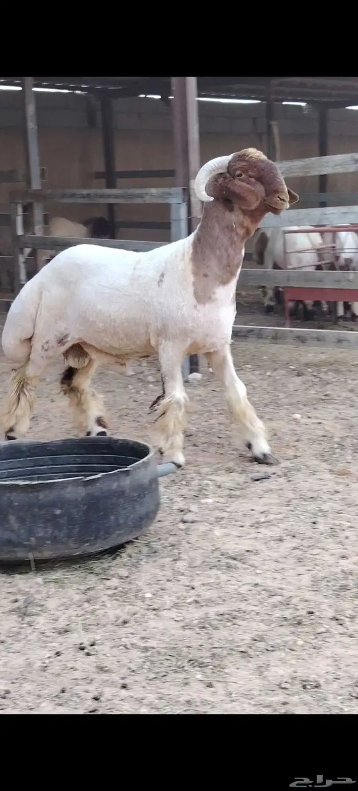 فحول نعيم جدعان فاخره جبار ولون وروس العدد 2 يوجد فيديو واضح 0