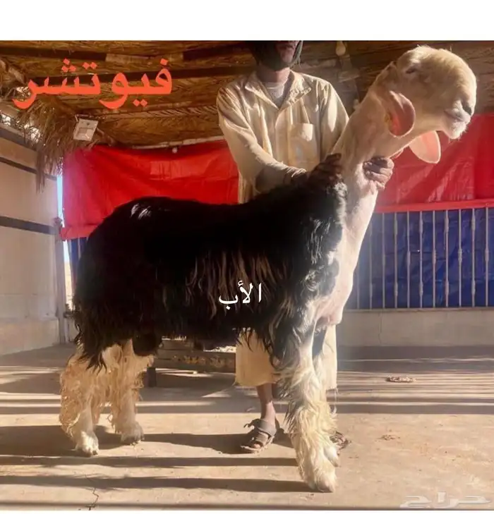 طلي نجدي مشروع فحل معرف فاخر 5